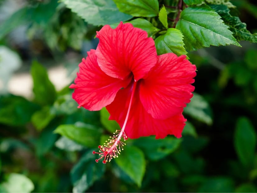 শুধু তাই নয়, যদি আপনার টাকা চুরি হয়ে যায় বা কোনও মূল্যবান জিনিস হারিয়ে যায়, তাহলে আপনি এর সমাধানও পাবেন এই জবাফুলের মাহাত্ম্যে।