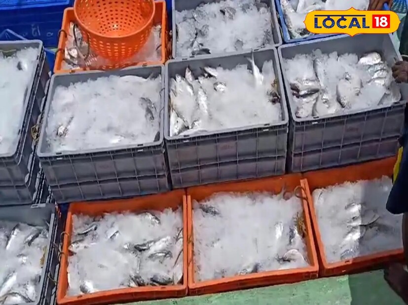 *তবে গঙ্গার ইলিশ ধরা তাদের কাছে অনেকটা লটারির মতো। সারাদিন জাল ফেলে কখনও একটাও মাছ ওঠে না আবার যখন জালে ধরা পড়ে রুপোলি শস্য তখন ভাগ্য খুলে যায় মৎস্যজীবীদের। সংগৃহীত ছবি।  