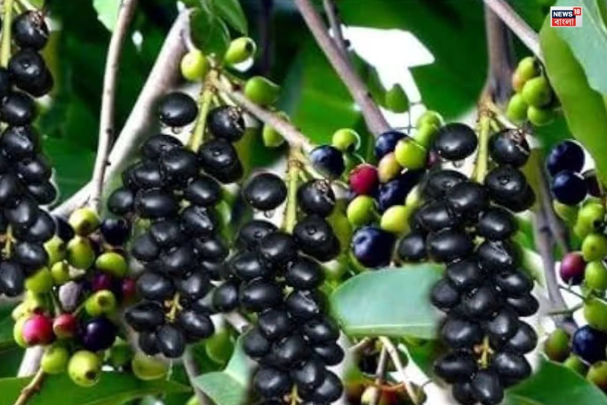 বছরে মেলে মাত্র ৩ মাস...! লাখ টাকার ওষুধ, ডায়াবেটিসের যম 'এটি', খালি পেটে খেলেই কমবে ওজন