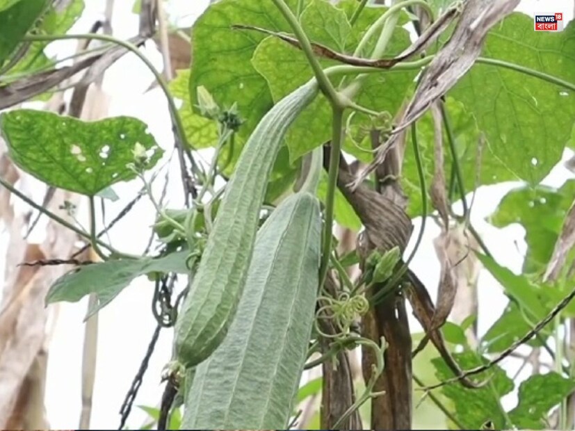৪. হৃদপিণ্ডের জন্য উপকারীঝিঙেতে প্রচুর পরিমাণে পটাশিয়াম থাকে, যা হৃদরোগের জন্য উপকারী বলে মনে করা হয় কারণ এটি রক্তচাপ নিয়ন্ত্রণ করে এবং হৃদরোগের ঝুঁকি কমায়।