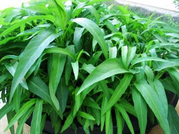 ক্যালসিয়ামের খনি গরমের এই শাক, কমায় 'Piles'-র যন্ত্রণা, ঝিমিয়ে পড়া পুরুষত্বে আনে জোয়ার