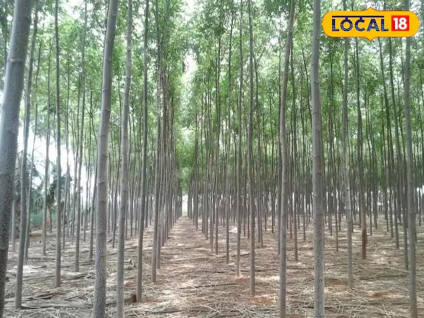 তিনি আরও বলেন যে, মালাবার নিম গাছ রোপণ করার জন্য কৃষকদের দারুণ সহায়তা করছে সরকার। একাধিক স্কিমের আওতায় সস্তা দামে কৃষকরা এই গাছ পেয়ে যাচ্ছেন। এমনকী এই গাছ কাটার অনুমতিও সরকার সহজেই দিয়ে দিচ্ছে। আর সবথেকে বড় কথা হল, এই গাছ বিক্রি করাও বেশ সহজ। ড. অরবিন্দ আরও ব্যাখ্যা করে বলেন যে, মালাবার নিম কৃষকদের জন্য সেরা বিনিয়োগের অন্যতম মাধ্যম হয়ে উঠেছে। কারণ এই গাছ দ্রুত বৃদ্ধি পায়। আর এই গাছের চাহিদাও থাকে তুঙ্গে। কারণ এই গাছের কাঠ প্লাইউড, আসবাবপত্র তৈরিতে এবং কাগজের ইন্ডাস্ট্রির কাজে লাগে। সেই কারণে সঠিক এবং বিজ্ঞানসম্মত পরিকল্পনা করে যদি কৃষকরা এই গাছ রোপণ করেন, তাহলে সেটা তাঁদের ঐতিহ্যবাহী কৃষিকাজের পাশাপাশি অতিরিক্ত আয়ের পথ সুগম করে দিতে পারে। 