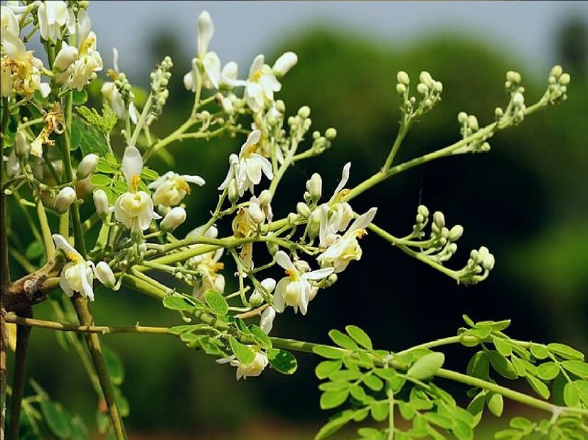 *পুষ্টিবিদ জানান, দুধের থেকে বেশি ক্যালসিয়াম পাওয়া যায় সজনে পাতায়। ক্যালসিয়াম ছাড়াও সজনে পাতায় ম্যাগনেশিয়াম, পটাশিয়াম, ভিটামিন এ এবং ভিটামিন সি মেলে যা আমাদের শরীরের জন্য খুবই প্রয়োজন।