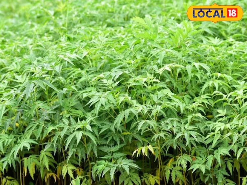 ঝাড়খণ্ডের হাজারিবাগের তারাবা-খারবা এলাকায় অবস্থিত আইএসইসিটি বিশ্ববিদ্যালয়ের কৃষি বিজ্ঞানী ড. অরবিন্দ কুমার সিং বলেন যে, কৃষিকাজের পাশাপাশি কৃষকরা তাঁদের ক্ষেতের ধার বরাবর গাছ লাগিয়ে বিপুল পরিমাণ মুনাফা লাভ করছেন। আর এভাবে জমির প্রাচীর হিসেবে তাঁরা মালাবার নিম গাছ রোপণ করছেন। 