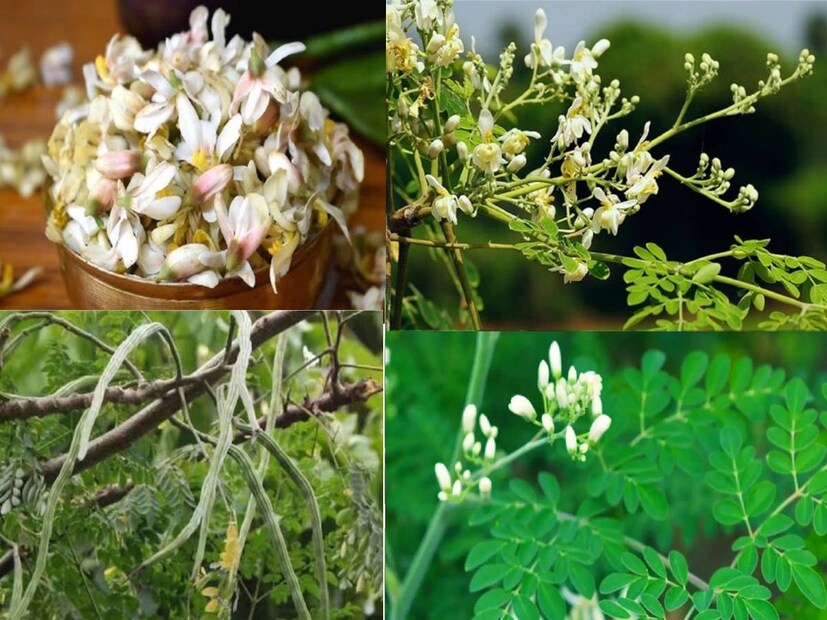 সজনে ডাঁটা ব্লাড প্রেশার নিয়ন্ত্রণে রাখে, হার্ট ভাল রাখে। পাশাপাশি, ক্যালসিয়াম, আয়রনে ভরপুর এই সবজি হাড় শক্ত করে। ডায়াবেটিস রোগীদের জন্যও খুব উপকারী, কারণ এটি রক্তে শর্করার মাত্রা নিয়ন্ত্রণে রাখে।