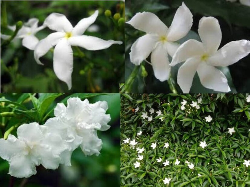 মিষ্টি গন্ধ, সৌন্দর্য না থাকলেও বাঙালি বাড়িতে টগরফুলের কদর গভীর৷ ঠাকুরঘরে নিত্যপুজোয় আরাধ্য ঈশ্বরের পায়ে নিবেদন করা হয় এই ফুল৷ গ্রীষ্মকালে গাছভরা টগরফুল দেখতেও খুব সুন্দর লাগে৷