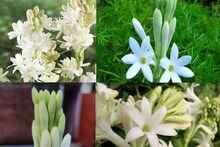 ৩ মাসে ১ বার এই পচা জল গাছের গোড়ায়! দিলেই রজনীগন্ধা ফুলে ছেয়ে যাবে ছাদের বাগান!