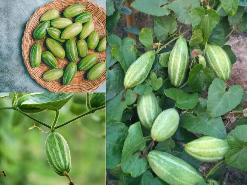 গরমকাল মানেই বাঙালির হেঁশেলে পটলের সাম্রাজ্য। ভাজা, তরকারি থেকে দোলমা-আমিষ নিরামিষ নানা পদে খাওয়া যায় এই সবজি। দামে সস্তা এই সবজি উপকারিতার ভান্ডার। কত রকম সে উপকারিতা পাওয়া যায়, বলে শেষ করা যায় না।