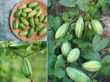 যতই লাগুক লোভ, ভুলেও ‘পটল’ খাবেন না এঁরা! খেলেই ‘দফারফা’ শরীরের! চরম ক্ষতিতে ‘ঝাঁঝরা’ দেহ যতই লাগুক লোভ, ভুলেও ‘পটল’ খাবেন না এঁরা! খেলেই ‘দফারফা’ শরীরের! চরম ক্ষতিতে ‘ঝাঁঝরা’ দেহ
