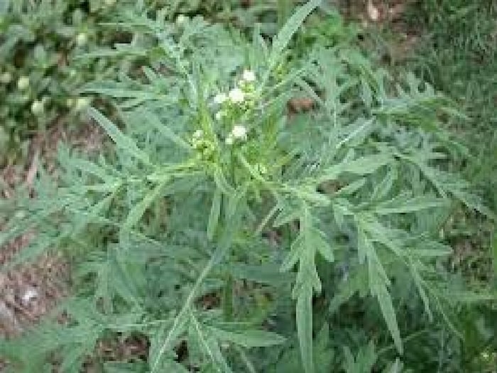 Danger Poisonous Plant: বাড়ির চারপাশে নানা ধরনের গাছ, তার মধ্যে এই গাছ লুকিয়ে নেই তো, বিষাক্ত বাষ্পে নিংড়ে নেবে শরীরের প্রাণশক্তি