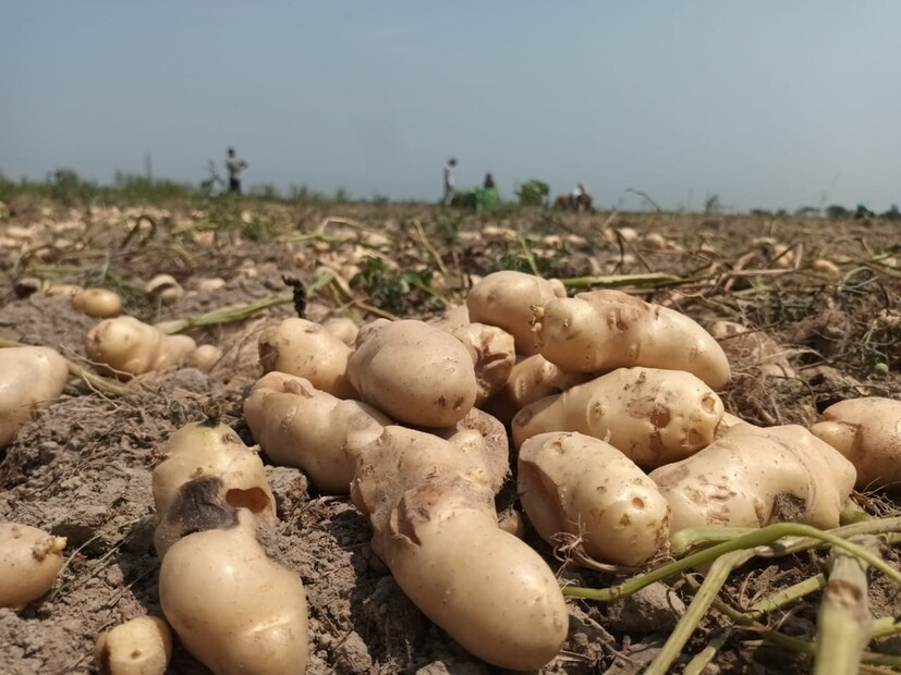 চাষ করেছিলেন আলু৷ কিন্তু সেই আলু তুলতে গিয়ে মাথায় হাত চাষিদের৷ কারণ যে আলুর ফলন হয়েছে, তা দেখতে আদার মতো!