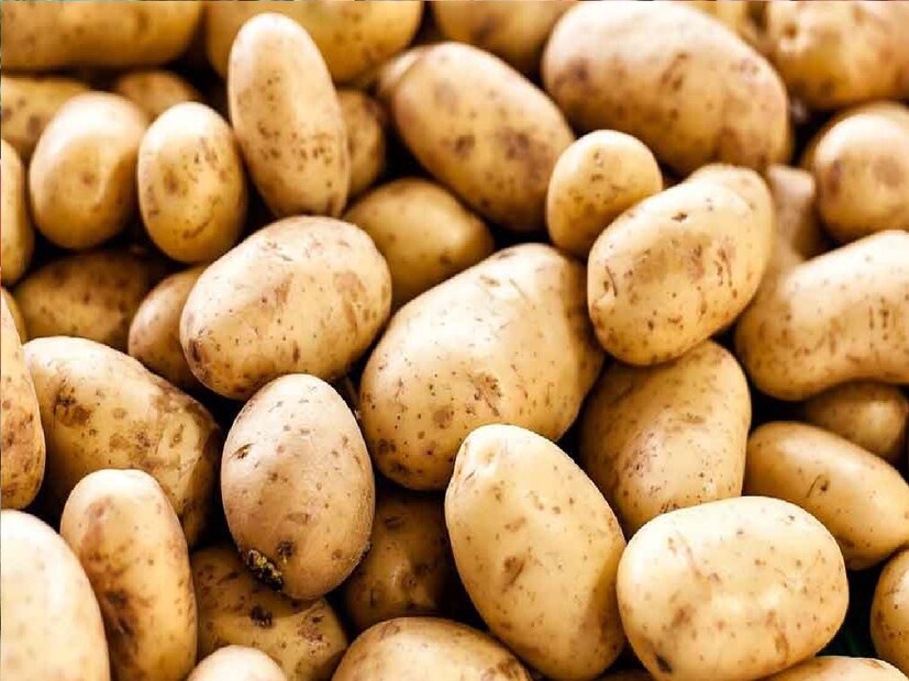 *আলু মাটিতে রাখার সময় খেয়াল রাখতে হবে যেন তার নীচে সরষের দানা থাকে। এর ফলে মাটি থেকে আসা তাপ আলুতে পৌঁছয় না। এতে আলু নষ্ট হওয়ার সম্ভাবনা কমে যায়। সংগৃহীত ছবি।