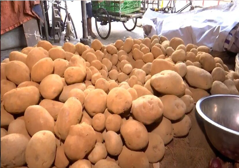 *ড. এ কে সিং বলেন, আলু দীর্ঘ সময়ের জন্য নিরাপদে রাখার জন্য ডাঁটা উপড়ে ফেলার চার-পাঁচ দিন আগেই তুলে ফেলতে হবে। আলু উপড়ে ফেলার সময় খেয়াল রাখতে হবে আলু যাতে আঘাত না পায়। আলু বের করে রোদে ভাল করে শুকোতে হবে। আলু যেখানেই রাখা হবে, খেয়াল রাখতে হবে, নীচের অংশ যেন কাঁচা না থাকে। সংগৃহীত ছবি। 