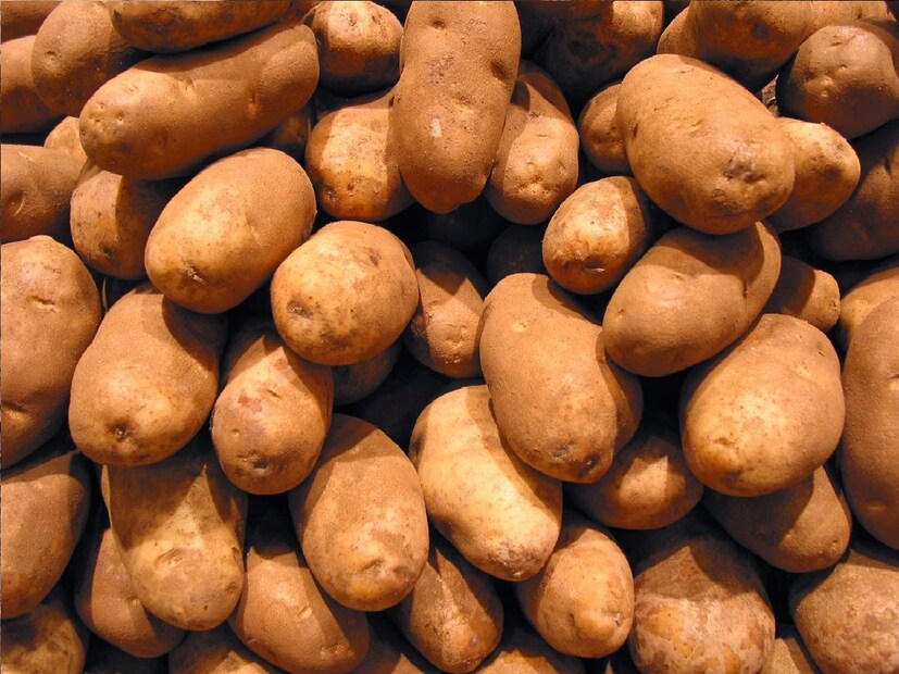 *বেশিরভাগ বাড়িতেই আলু বাজার থেকে কিনে আনার পরে একটা ঝুড়িতে রেখে দেওয়া হয়। তাতে দোষ নেই, তবে আলু খোলা জায়গায় রাখা উচিত নয়, কারণ সূর্যের আলোতে আলু সবুজ হয়ে যায় এবং তার স্বাদ নষ্ট হয়ে যায়। তাই এগুলো ড্রয়ারে, ঝুড়িতে, কাগজের ব্যাগে রাখলে ভাল হবে। সংগৃহীত ছবি। 