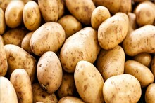 Potato Cultivation: সংরক্ষণ সময়সীমা বৃদ্ধিতে সাময়িক স্বস্তি, কিন্তু হিমঘরের ভাড়া বাড়ায় চিন্তায় আলু ব্যবসায়ীরা