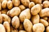 আলু সংরক্ষণের সময়সীমা বাড়াল রাজ্য, চাষিদের স্বার্থরক্ষায় বড় পদক্ষেপ সরকারের