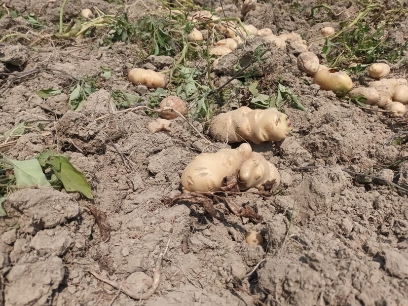 এমনই ঘটনা ঘটেছে হুগলির বৈঁচিগ্রামের উত্তরপাড়ায়৷ গোলাকারের বদলে অদ্ভুত আকৃতির আলুর ফলন হয়েছে এলাকার বেশ কয়েকজন চাষির জমিতে৷ 