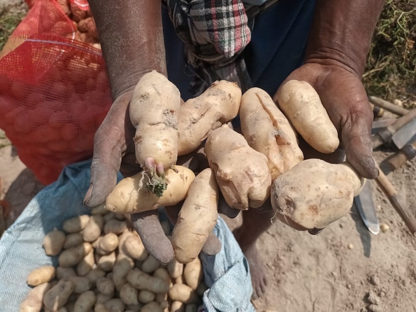 লম্বাটে আকৃতির অনেকটা আদার মতো দেখতে এই আলুর অনেকগুলিই আবার ফাটা৷ এই আলু খেতেও তেতো৷ 