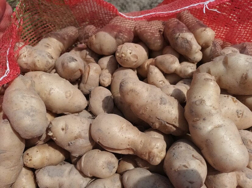 ফলে কীভাবে সেই খরচের টাকা উঠবে, তা বুঝতে পারছেন না কৃষকরা৷ কেন এরকম অদ্ভুত আকৃতির আলু ফলল, তাও বুঝতে পারছেন না তাঁরা৷ 