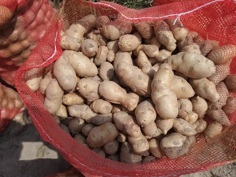 ওই কৃষকরা জানাচ্ছেন অতীতে কোনও দিন তাঁদের এলাকায় আলু চাষে এমন বিপত্তি ঘটেনি৷ তবে আরামবাগে একবার এরকম হয়েছিল৷ বিষয়টি সম্পর্কে খোঁজ নিচ্ছেন জেলা কৃষি দফতরের আধিকারিকরাও৷ 