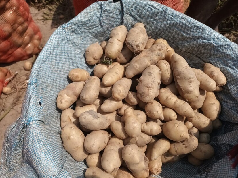 ফলে কোনও ভাবেই এই আলু বাজারে বিক্রি হবে না বলে জানাচ্ছেন ওই কৃষকরা৷ ফলে আর্থিক ক্ষতির মুখে পড়তে চলেছেন ওই কৃষকরা৷ কারণ আলু চাষ করতে গিয়ে প্রত্যেকেরই অনেক টাকা খরচ হয়ে গিয়েছে৷ 