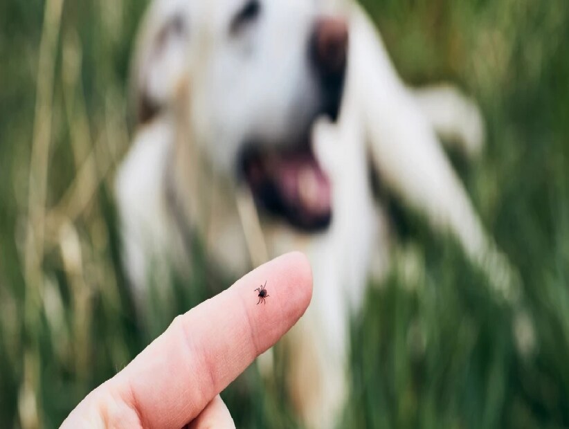 *পশুর কানে কিংবা কানের চারপাশে দেখা যায় এক ধরনের ছোট ছোট টিক বা পোকা। যারা ওই গৃহপালিত পশুর থেকে সারারাত ধরে রক্ত খেয়ে ঝরে পড়ে যায় এবং লুকিয়ে থাকে ঘরের বিভিন্ন ফাটলে অথবা কোনায়। এরপর পুনরায় সেখানে তারা বংশবিস্তার করে ফের পশুকে আক্রমণ করতে পারে। সংগৃহীত ছবি। 