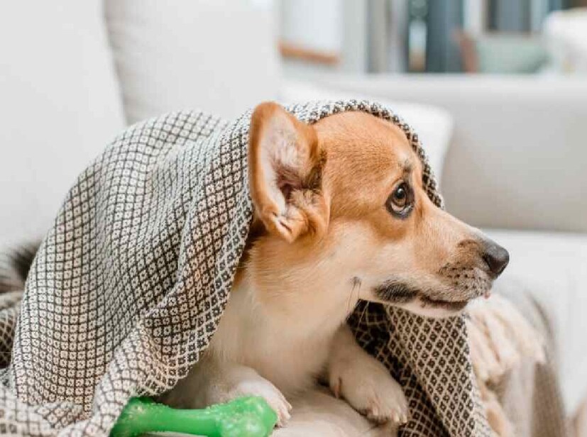 *তবে এই ভাইরাসগুলির সেভাবে এখনও পর্যন্ত টিকা বের হয়নি। তবে এই রোগ থেকে প্রতিকার পেতে নিজের পোষ্যকে বাঁচাতে কোনওভাবেই পোষ্যর গায়ে টিকের বাসা বাঁধতে দেওয়া যাবে না। তার জন্য পশু চিকিৎসালয়ে পাওয়া যায় একাধিক শ্যাম্পু এবং ওষুধ। সংগৃহীত ছবি। 