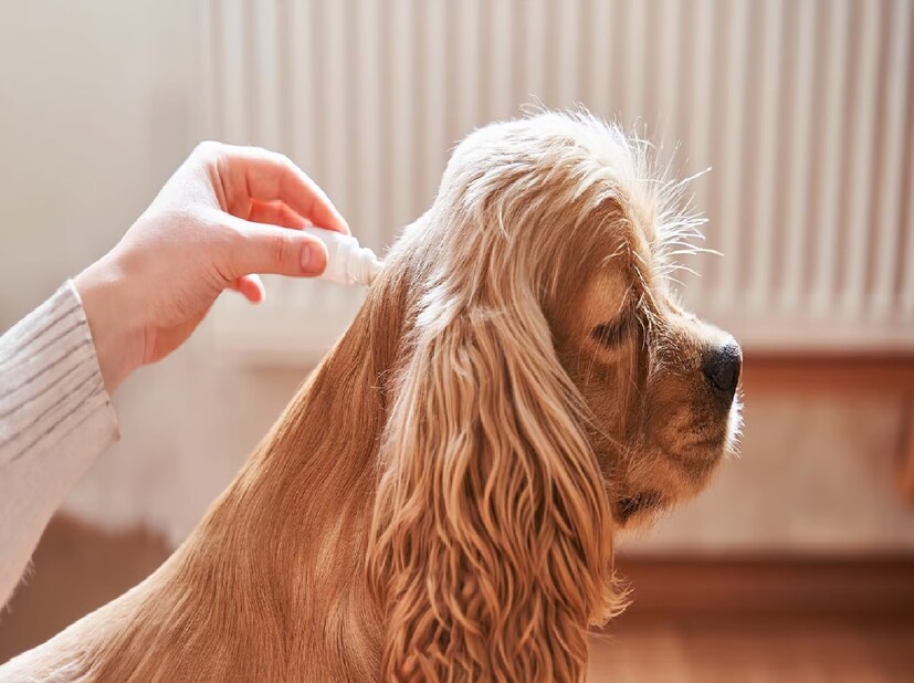 *কী ভাবে ছড়াচ্ছে রোগ? রাস্তার কুকুরদের গায়েও এমন পোকা বসবাস করে। তার থেকেও বাড়ির পোষ্যদের শরীরে আসতে পারে। রাস্তায় নিয়ে গেলে অথবা পোষ্যদের হাসপাতালে নিয়ে গেলে সেখান থেকেও পোকা ছড়াতে পারে শরীরে। তাই এমন ভাবে পোষ্যকে আগলে রাখতে হবে, যাতে কোনও ভাবেই পরজীবীর সংক্রমণ না হয়। সংগৃহীত ছবি। 