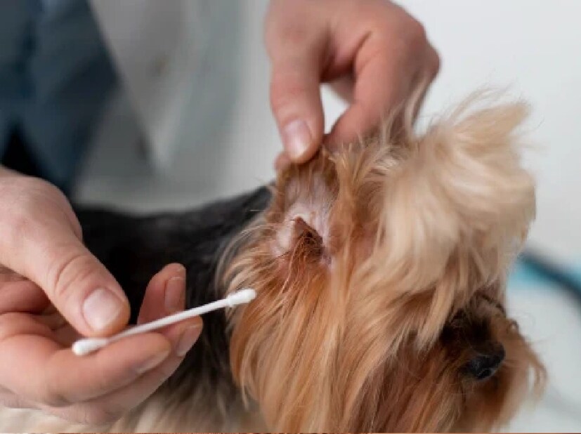 *টিক পোকার হানায় মারাত্মক ভাবে অসুস্থ হয়ে পড়ছে পোষ্য কুকুরেরা। টিক জ্বর বা পোকায় কাটা জ্বর নিয়ে অনেক পোষ্যই যাচ্ছে চিকিৎসকের কাছে। ছোট ছোট পোকা বাসা বাঁধছে পোষ্যের শরীরে। এদের বলা হয় এক্টোপ্যারাসাইট। এই সব পরজীবীরা কুকুর বা বিড়ালের শরীরে বাসা বাঁধে ও সেখানেই বংশবিস্তার করে। সংগৃহীত ছবি। 