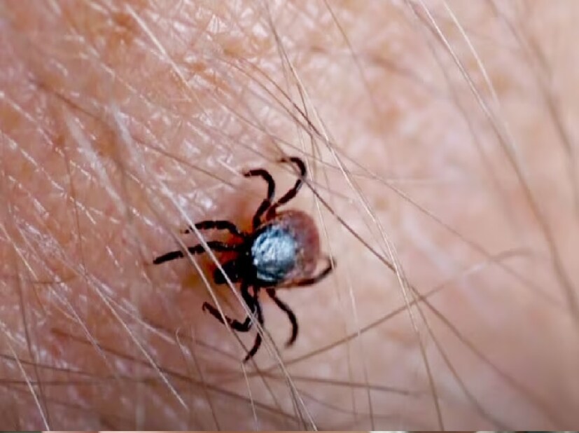 *ওষুধ দিয়েও এমন রোগ সারানো সম্ভব হচ্ছে না অনেক সময়েই। উপরন্তু, পরজীবীর সংক্রমণে লিভার, কিডনির ক্ষতি হচ্ছে পোষ্যের। প্রাণসংশয়ের ঝুঁকিও বাড়ছে। তাই সতর্ক হতেই হবে পোষ্যের অভিভাবকদের। কী ভাবে পোকার সংক্রমণ থেকে পোষ্যকে বাঁচাবেন, সে বিষয়ে কিছু পরামর্শ রইল। সংগৃহীত ছবি। 