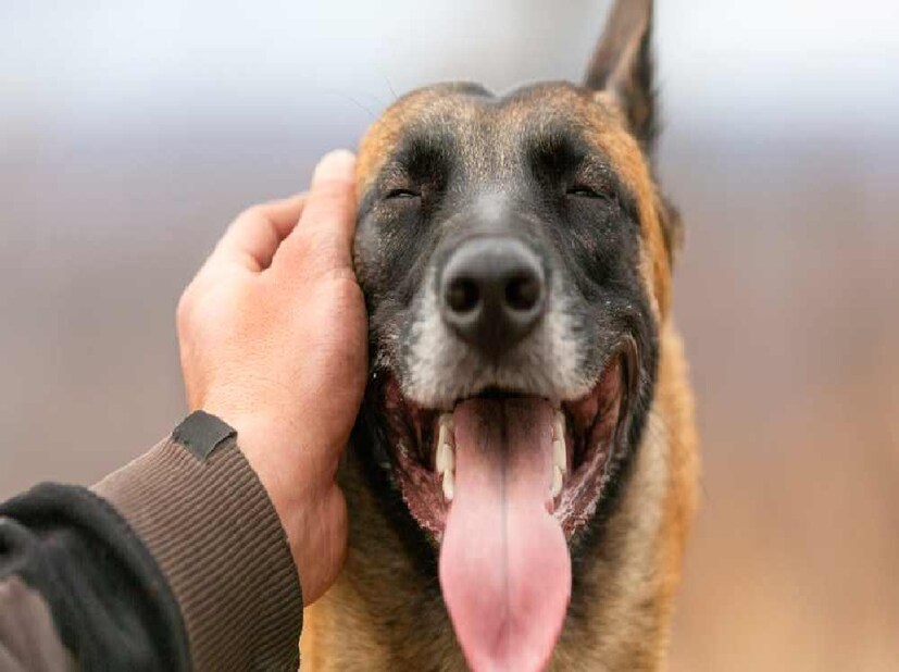 *মরসুম বদলের সময় বলে নয়, সারা বছরই জ্বর, সর্দি বা কাশি হতে পারে পোষা কুকুরের। তবে সম্প্রতি পোকায় কাটা জ্বর নিয়ে চিন্তা বেড়েছে। যে কোনও প্রজাতির কুকুরই হোক না কেন, এই পোকায় কাটা জ্বরে আক্রান্তের সংখ্যা বেড়ে চলেছে। এমনকি, অনেক দামি প্রজাতির কুকুরের শরীরেও পোকার সংক্রমণ দেখা যাচ্ছে। সংগৃহীত ছবি। 