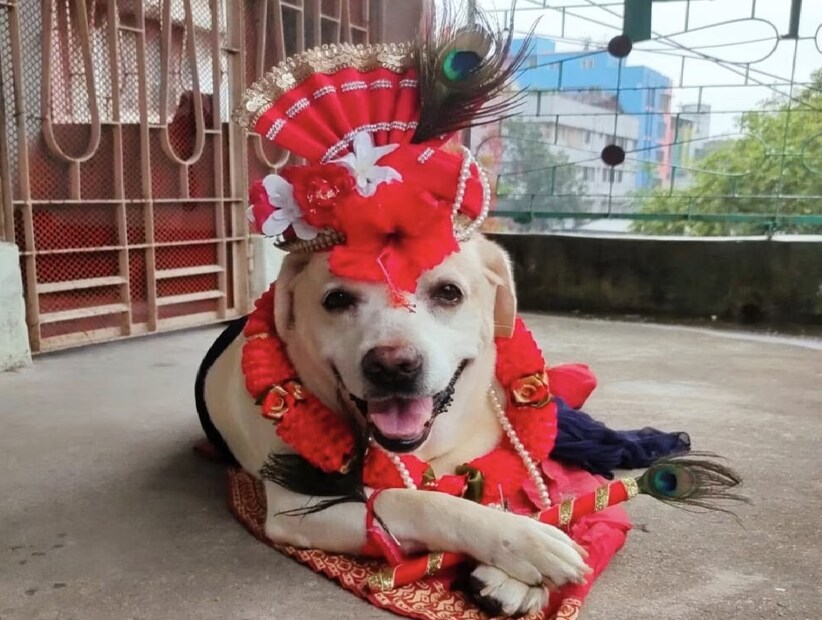 *টিক-বাহিত রোগের মধ্যে রয়েছে এহরলিচিওসিস, অ্যানাপ্লাজমোসিস, রকি মাউন্টেন স্পটেড ফিভার, লাইম ডিজিজ, বেবেসিওসিস এবং হেপাটোজুনোসিস ইত্যাদি। এই রোগগুলি সংক্রামিত টিক কুকুরকে কামড়ালে সংক্রামিত হয় আপনার পোষ্য। সংগৃহীত ছবি। 