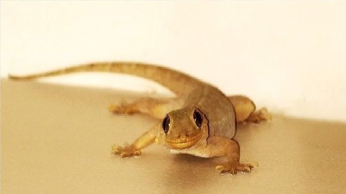 Nikitik Insect How to get rid of Lizards or Tiktiki: গরম আসতেই টিকটিকির তাণ্ডব শুরু তো ...