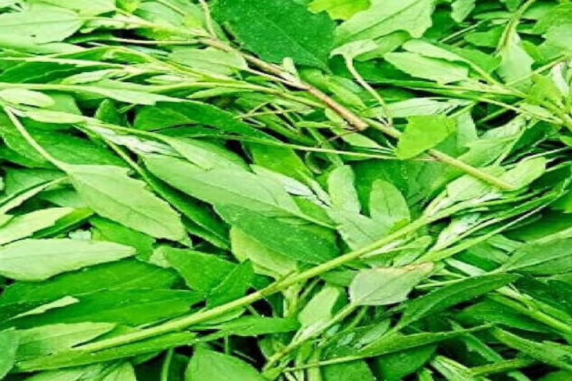 বথুয়া একটি সবুজ শাক যা প্রায়শই শীতের মরশুমে লোকেরা খেতে পছন্দ করে। এই সুস্বাদু বথুয়া শাকে টমেটো যোগ করলে স্বাদ নষ্ট হয়ে যেতে পারে, তাই বথুয়াতে টমেটো যোগ করা উচিত নয়।