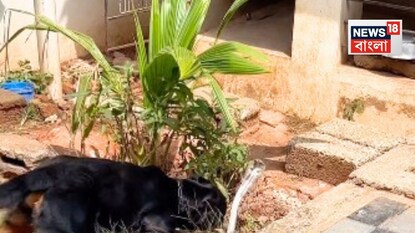 বিষাক্ত কিং কোবরার উপর ঝাঁপিয়ে পড়ল রটওয়েইলার, মুখে নিতেই ঝটকা! জিতল কে? দেখুন সেই ভিডিও... বিষাক্ত কিং কোবরার উপর ঝাঁপিয়ে পড়ল রটওয়েইলার, মুখে নিতেই ঝটকা! জিতল কে? দেখুন সেই ভিডিও...