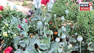 বিশ্ববিদ্যালয়ে ফুলের বাগানেই রমরমিয়ে চলছিলেন মাদকের চাষ! ৪০০টি আফিম গাছ উদ্ধার পুলিশের, গ্রেফতার মালি... বিশ্ববিদ্যালয়ে ফুলের বাগানেই রমরমিয়ে চলছিলেন মাদকের চাষ! ৪০০টি আফিম গাছ উদ্ধার পুলিশের, গ্রেফতার মালি...