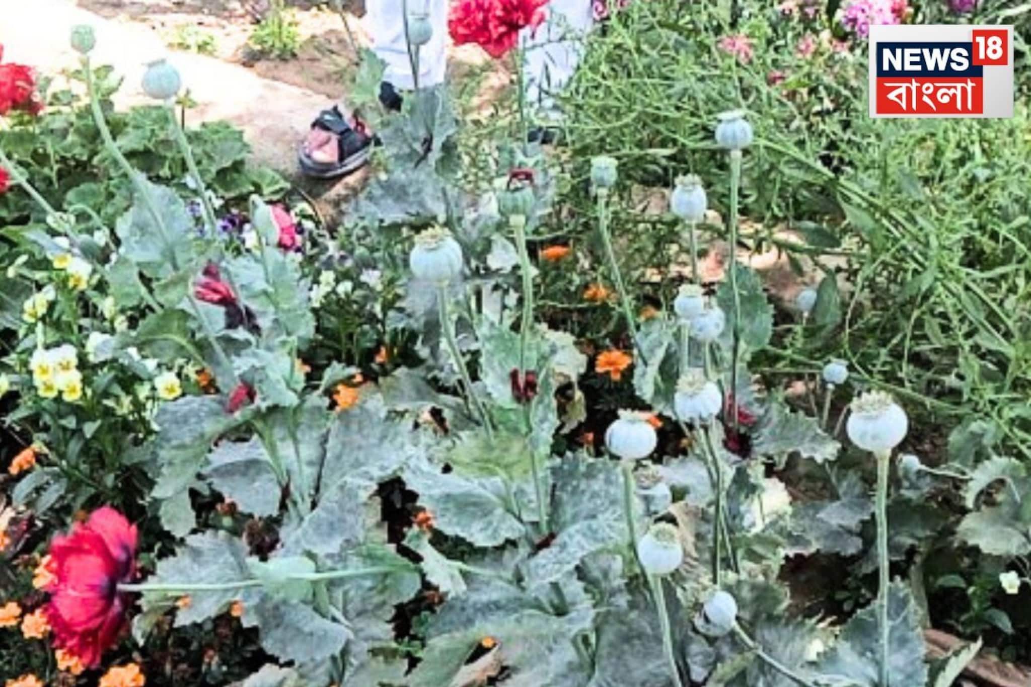 বিশ্ববিদ্যালয়ে ফুলের বাগানেই রমরমিয়ে চলছিলেন মাদকের চাষ! ৪০০টি আফিম গাছ উদ্ধার পুলিশের