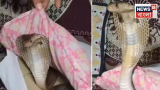 বালিশের মধ্যে ওটা কী! একটু নড়াচড়া হতেই এ কী বেরিয়ে এলো, দেখুন সেই ভয়ঙ্কর ভাইরাল ভিডিও... বালিশের মধ্যে ওটা কী! একটু নড়াচড়া হতেই এ কী বেরিয়ে এলো, দেখুন সেই ভয়ঙ্কর ভাইরাল ভিডিও...