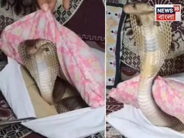 বালিশের মধ্যে ওটা কী! একটু নড়াচড়া হতেই এ কী বেরিয়ে এলো, দেখুন সেই ভয়ঙ্কর ভাইরাল ভিডিও...