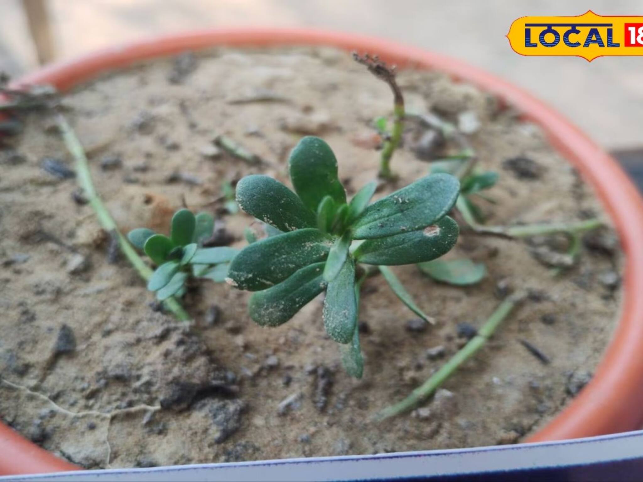 ছোট্ট ছোট্ট পাতাতেই বড় শক্তি! সন্তানের স্মৃতিশক্তি হবে তুখোড়, কোথাও পাওয়া যাবে এই গাছ?