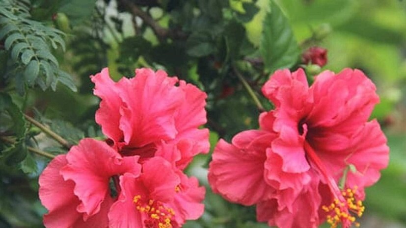 প্রথম পদ্ধতিটি হল লেবুর খোসা সংগ্রহ করা, তারপর এই সমস্ত খোসা একটি বাক্সে বা একটি বাটিতে রাখুন। এর মধ্যে জল দিন, এখন সারারাত রেখে দিন, সকালে ঘুম থেকে উঠে এই জলটি ছেঁকে নিয়ে লেবুর খোসা আলাদা করুন। এখন আপনি গাছের জন্য এই জল ব্যবহার করতে পারেন।