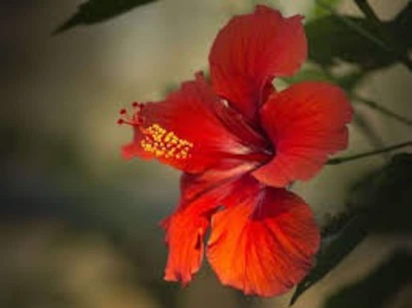 ফেব্রুয়ারি এবং মার্চ মাস জবাগাছের জন্য খুব ভাল বলে মনে করা হয়। আপনার যদি ইতিমধ্যে আপনার বাড়িতে একটি জবাগাছ লাগানো থাকে কিন্তু সেখানে কুঁড়ি না আসে বা ফুল না ফোটে, তাহলে চিন্তা করার দরকার নেই। আজ আমরা আপনাকে এমন কিছু টিপস এবং কৌশল জানাতে যাচ্ছি, যার সাহায্যে আপনি আপনার জবাগাছগুলিকে সুস্থ রাখতে সক্ষম হবেন, পাশাপাশি প্রচুর ফুল উপভোগ করতে পারবেন।