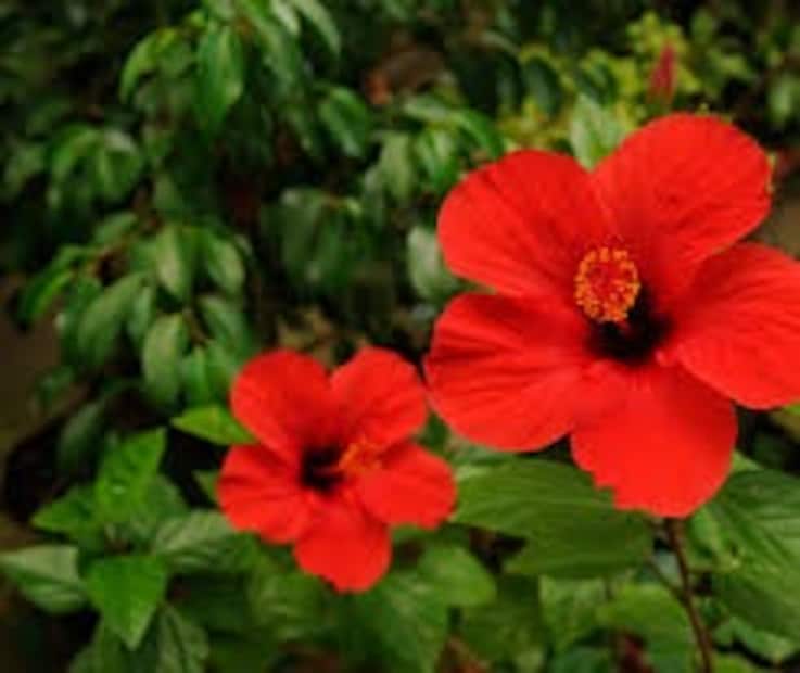 প্রতিটি গাছের আলাদা যত্ন প্রয়োজন, কিছু গাছের জন্য বেশি জলের প্রয়োজন হয়, আবার কিছু গাছের জন্য বেশি সূর্যালোক লাগে। সব গাছের একই যত্ন নেওয়া ঠিক নয়। অনেক সময় আবহাওয়া অনুযায়ী গাছের যত্ন নিতে হয়, আবহাওয়া পরিবর্তনের সঙ্গে গাছের চাহিদাও পরিবর্তিত হয়। প্রথমেই বুঝে নিন গাছের যত্নের জন্য দামি সার বা বাজারে পাওয়া পণ্য কেনার দরকার নেই। গৃহস্থালির কিছু জিনিস ব্যবহার করেও আপনি গাছকে সুস্থ রাখতে পারেন।