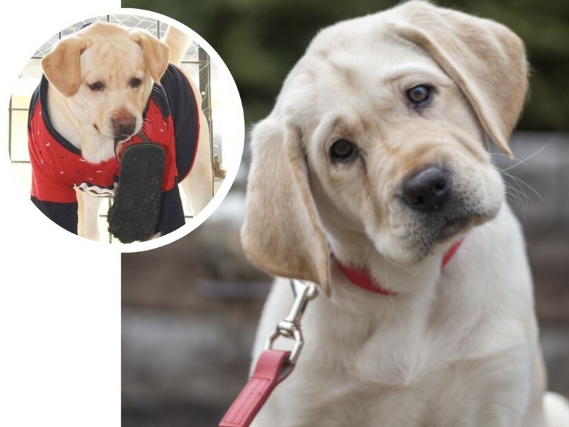 *৩ মার্চ মৃত্যু হয়েছে ভারত-বাংলাদেশের অন্যতম জনপ্রিয় সারমেয় সন্তুর। ভারত বাংলাদেশ দু'দেশেই তার ফ্যান লক্ষ লক্ষ। সোশ্যাল মিডিয়ার পোস্ট অনুযায়ী, বেশ কিছুদিন ধরে শারীরিক সমস্যায় ভুগছিল সন্তু। সম্ভবত টিক ফিভারে আক্রান্ত হয়েছিল সন্তু। সেখান থেকেই শারীরিক অবনতি, তারপর মৃত্যু। গত ১৫ দিন ধরে ভুগছিল সে। সংগৃহীত ছবি। 