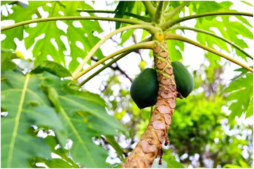 ত্বকের সমস্যা দূরে রাখে। সেই সঙ্গে পেঁপে পাতা চুলের বৃদ্ধির জন্যও ভালো। এই পাতা খেলে চুলে ক্যালসিয়াম, আয়রন এবং জিঙ্কের মতো উপাদান পাওয়া যায় যা চুলের জন্য উপকারী। পেঁপে পাতা মাথার ত্বকের জন্য বিশেষ উপকারী এবং খুশকির সমস্যা দূরে থাকে। এটি মাথার ত্বকে চুলকানির কারণও হয় না।
