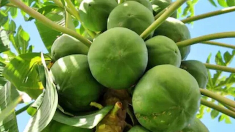 পেঁপে পাতার জল পান করলে শরীরকে ডিটক্সিফাই করতে সাহায্য করে। এর ফলে শরীরে জমে থাকা নোংরা টক্সিন দূর হয় এবং স্বাস্থ্য সংক্রান্ত সমস্যাও কমতে শুরু করে। পেঁপে পাতা বিভিন্ন উপায়ে খাওয়া যায়। এই পাতাগুলি খাওয়ার পরিবর্তে সাধারণত তাদের রস খাওয়া হয়। পেঁপে পাতার তাজা রস জলে মিশিয়ে পান করা যেতে পারে। পেঁপে পাতাও ফুটিয়ে চায়ের মতো পান করা যায়।