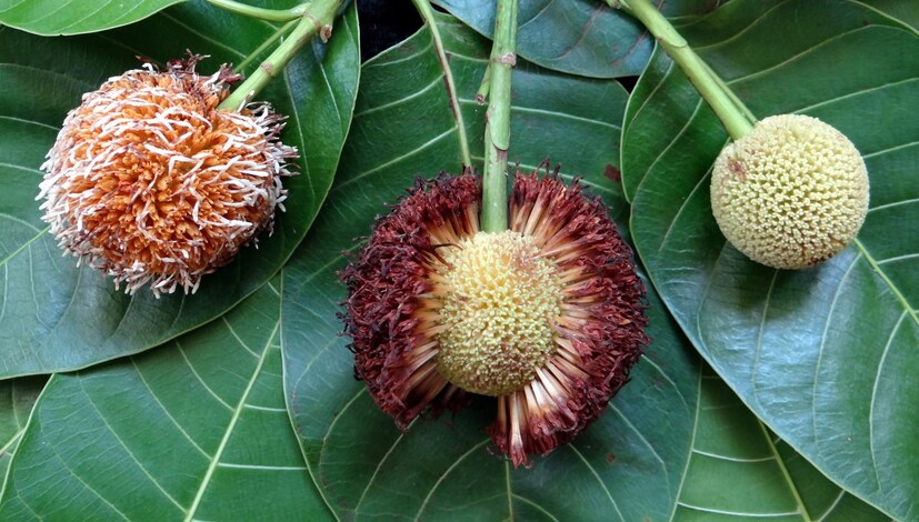 আয়ুর্বেদ অনুসারে, কদম্ব গাছের ফল, ফুল, পাতা সবই অত্যন্ত উপকারী এবং ওষুধ তৈরিতে ব্যবহৃত হয়। কদম্ব ফলের মধ্যে অনেক ধরণের ভিটামিন, খনিজ, অ্যান্টি-অক্সিডেন্ট থাকে, যা পেটের সমস্যা, ডায়াবেটিস, চিনির মাত্রা, আয়রনের ঘাটতি ইত্যাদি থেকে রক্ষা করে।