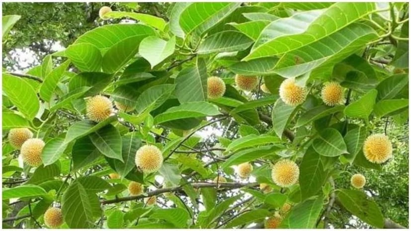 পাচনতন্ত্র সুস্থ রাখতে কদম্ব ফল খাওয়া ভাল। যেহেতু এতে ফাইবার থাকে, তাই কোষ্ঠকাঠিন্যের সমস্যা প্রতিরোধ করা যায়। অন্ত্রের চলাচল স্বাভাবিক থাকে। এটি বদহজম এবং গ্যাসের মতো সমস্যা থেকেও মুক্তি দেয়। এছাড়াও, এর অন্যান্য উপকারিতাগুলির মধ্যে রয়েছে ঠান্ডা, কাশি, মুখের দুর্গন্ধ, চোখের সমস্যা, পাইরিয়া ইত্যাদির বিরুদ্ধে লড়াই করতে সাহায্য করা।