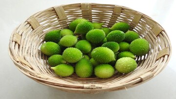 গ্রাম বাংলার অবহেলার এই সস্তার গাছেই মুক্তি! সাপের বিষ টেনে হিঁচড়ে বের করে রক্ত থেকে...