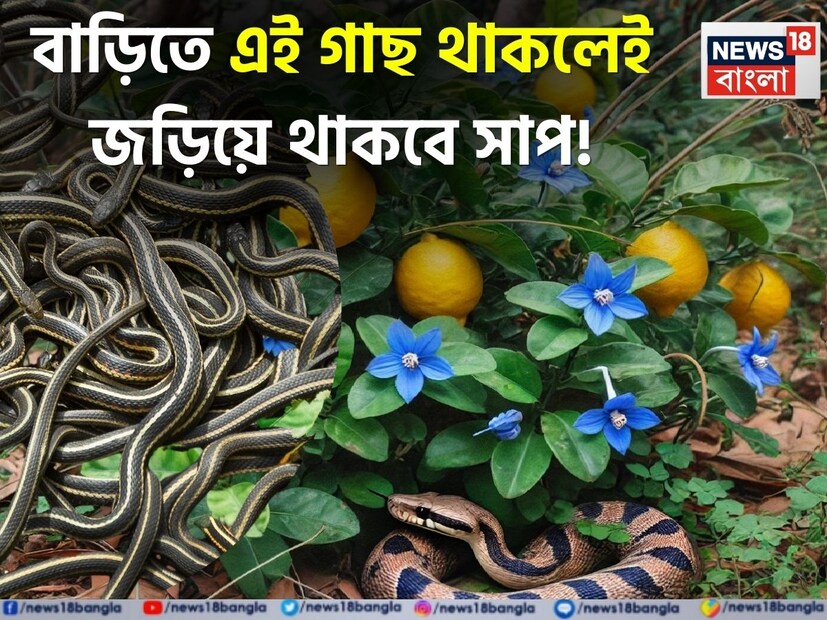 সাধারণত, সাপ এমন জায়গায় থাকতে ভালবাসে যেখানে তারা আরামদায়কভাবে লুকিয়ে থাকতে পারে। কিছু গাছ শুধু তাদের আশ্রয়ই দেয় না, বরং সাপের উপস্থিতিও বাড়িয়ে তোলে। 
